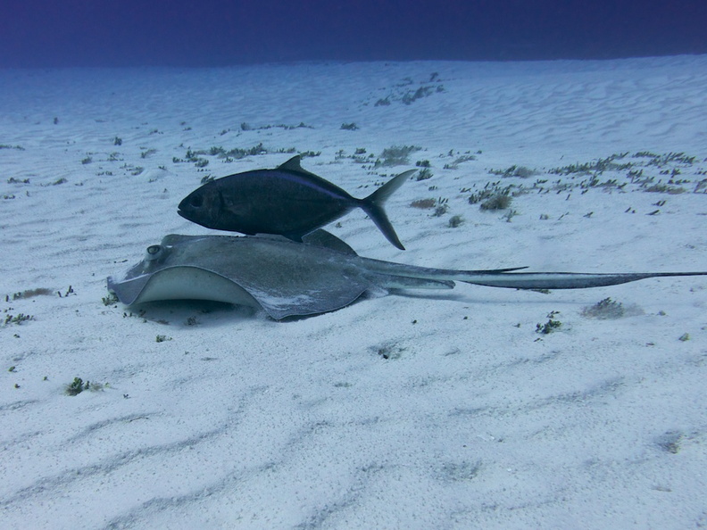 Southern Sting Ray and Dive Buddy IMG_4668.jpg